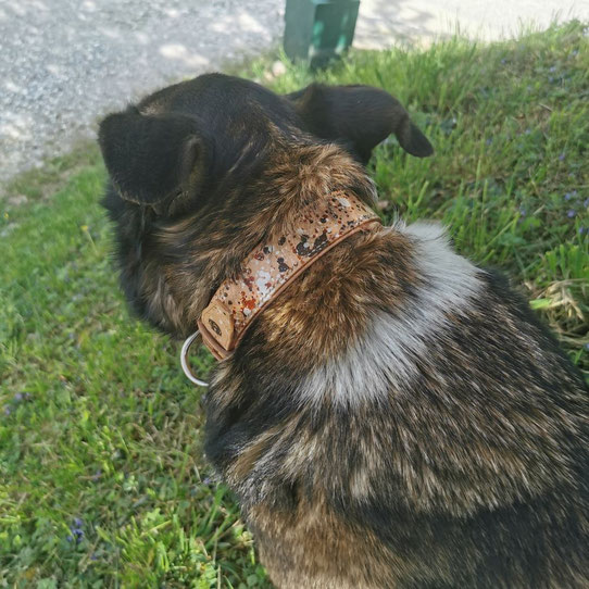 COLLIER EN CUIR CHIEN BERGER ALLEMAND