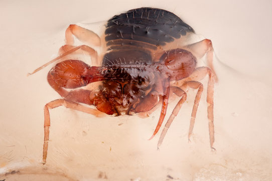 Fotograaf: Ron Sinnige