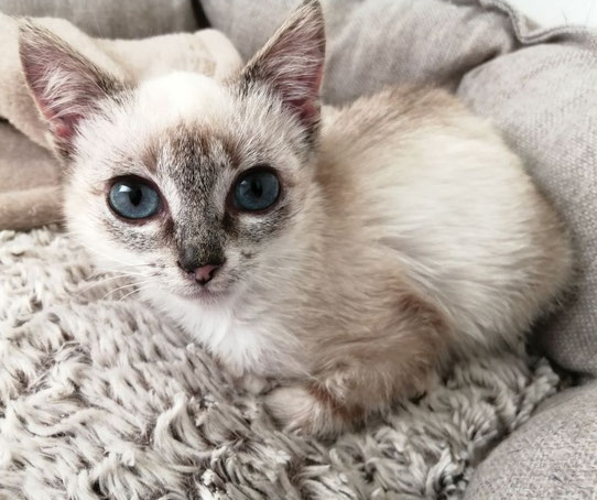 Chaton siamois en gros plan dans un panier gris.