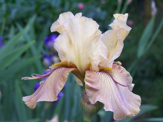 Tall Bearded Iris THORNBIRD - iriszucht.de
