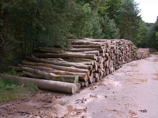 Im Pfälzerwald sind kaum noch alte Buchen zu finden - nachhaltig hohe Holz- entnahme?