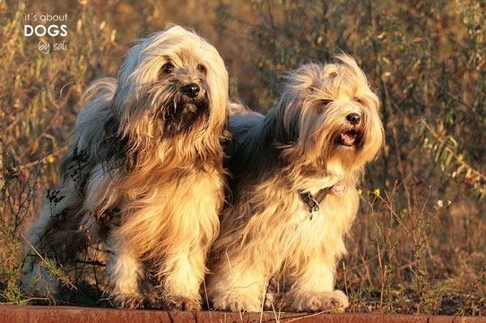 Tibet Terrier Rüde Chiru (links) & Tibet Terrier Hündin Socke (rechts)