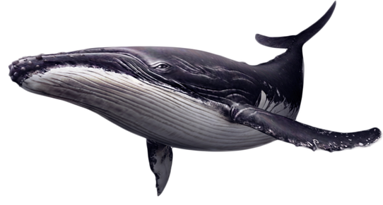 image baleine à bosse  transparent sur fond blanc détouré pour illustration site web devoir ecole college