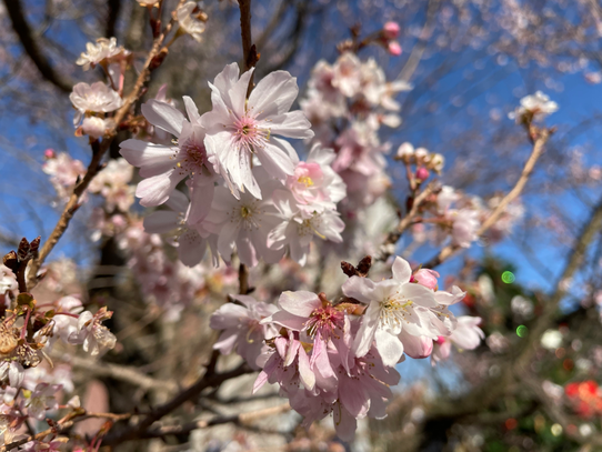 昨日久しぶりに出かけた先に満開の桜が！！「10月桜」だそうです☆ほっこり嬉しい気持ちになりますね♡
