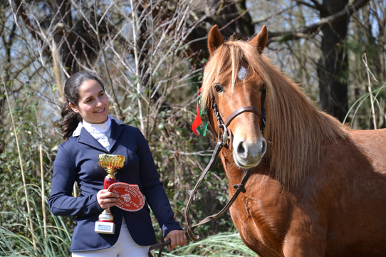 Califa Unhaikoa, concours des étalons Pottok de Biarritz à 3 ans