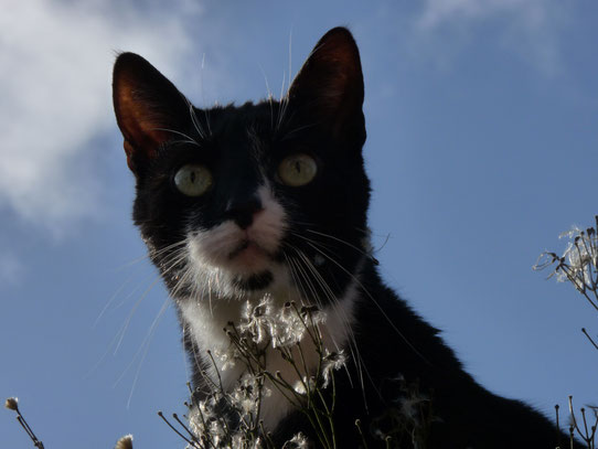 Katze Lilly wurde hier in unserer Heider Kleintierpraxis abgegeben. Jetzt erkundet sie in Ihrem neuen Dithmarscher Zuhause den Garten.