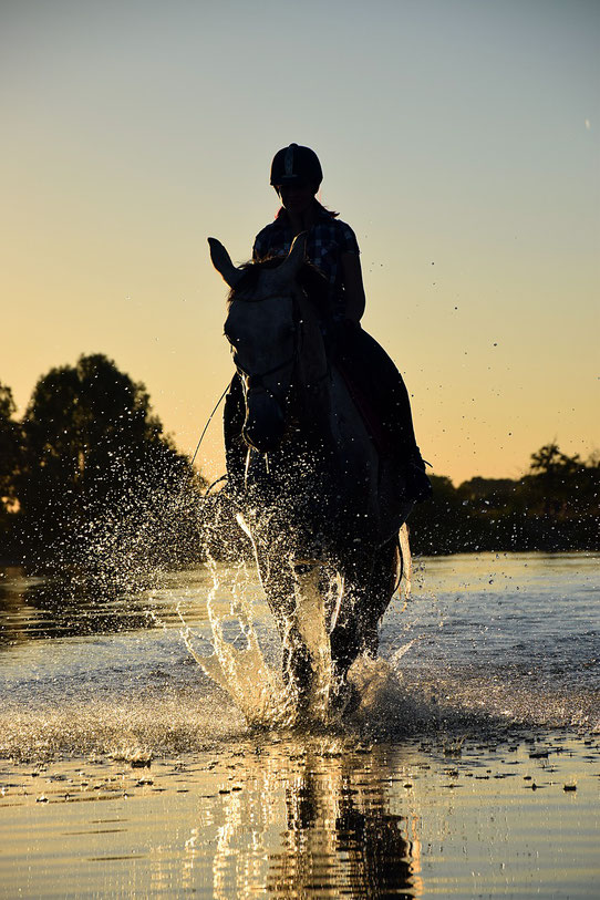 Pferd, Wasser, Reiter im Sonnenuntergang, Online selbständig machen, 