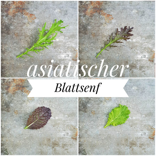 Green Frills, Red Frills, Red Mustard Leaf, Green Mustard Leaf
