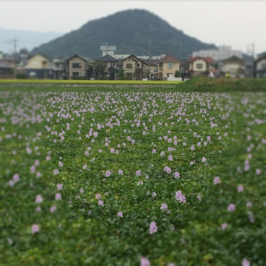 本薬師寺跡の水田一面に広がる約400,000株の布袋葵