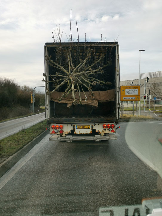 Bäume auf Räder. Ein Holländer bringt Strauchwerk. 