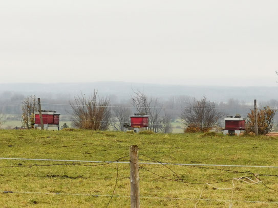 Und immer wieder lässt dieser Anblick mein Imkerinnen Herz höher schlagen. 