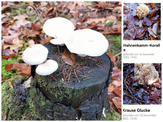 Über die zahlreichen Pilze könnten wir nur staunen