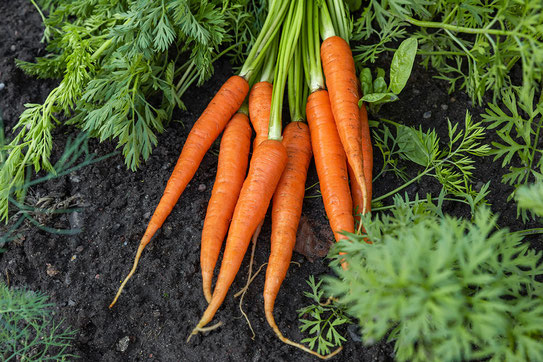 Besser Karotten als Betacarotin