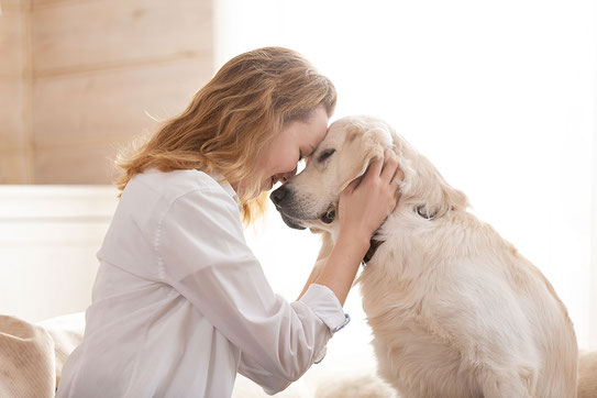 Therapiehunde verbessern Lernleistungen von Studierenden