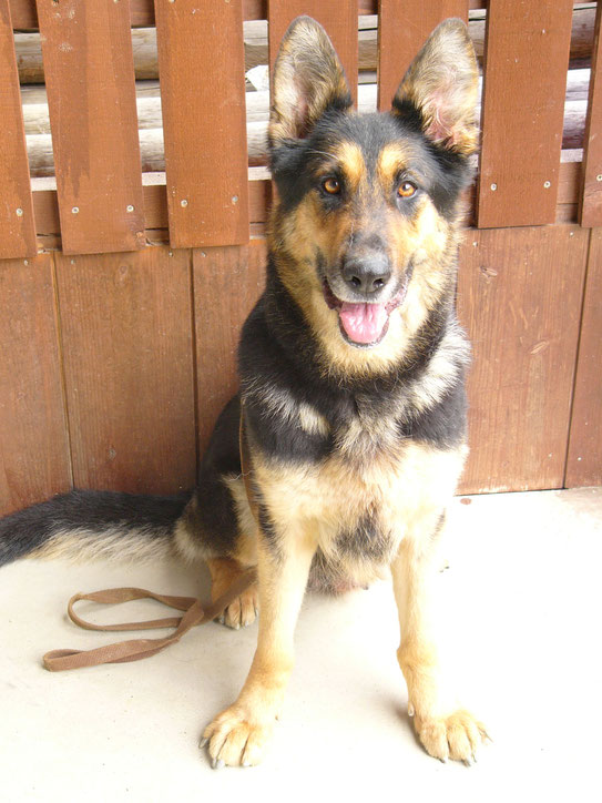 母犬 ミライ