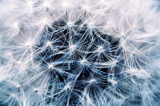 Newsletter - Weisse Samen einer Löwenzahnblume