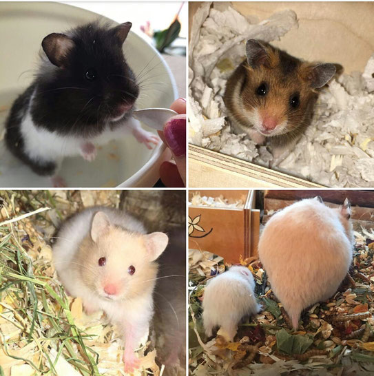 Bilder: Hamsterauffangstation "Clan of little Sweetys"
