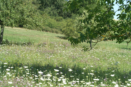 Wildblumenwiese in den Dachslöchern; Juli 2019