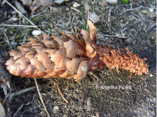 Eichkätzchen (Sciurus vulgaris)   © Mag. Angelika Ficenc