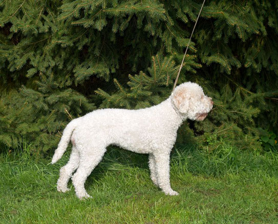 Unsere Lana Lagotto Romagnolo Italienische Truffelhundezucht In Hamburg