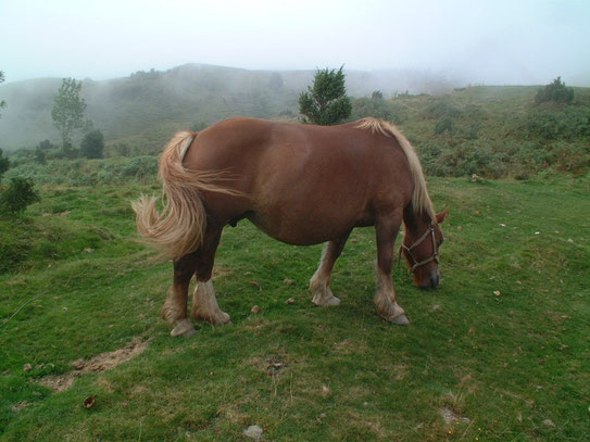 Met op de achtergrond al de opkomende mist bleven de bergpaarden rustig grazend genieten van het gras.