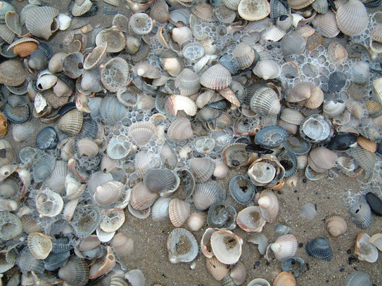 Texel, een eiland wat rijk belegd is met vele soorten schelpen op de noord-, west- en zuidkust. Een strandwandeling is een echte aanrader..........