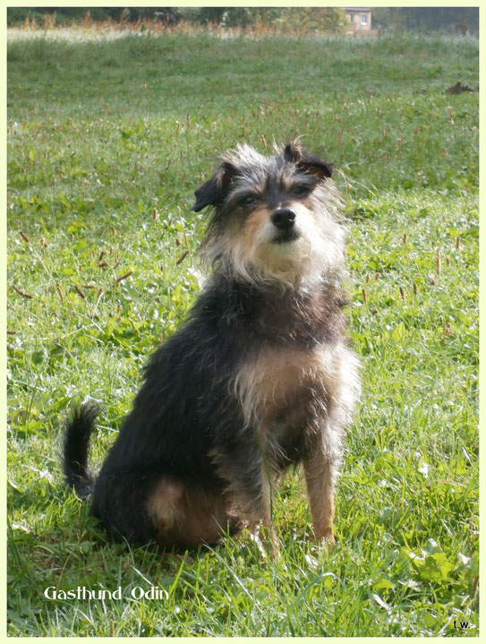 Gasthund Odin