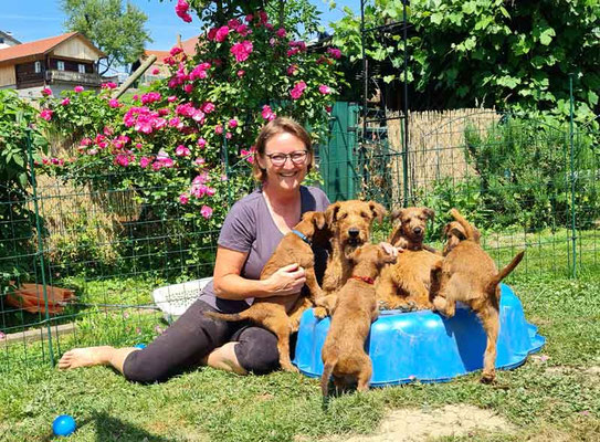 Gleann Solva Irish Terrier