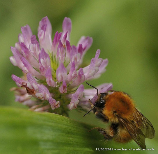 Bourdon & Trifolium pratens, Cévennes