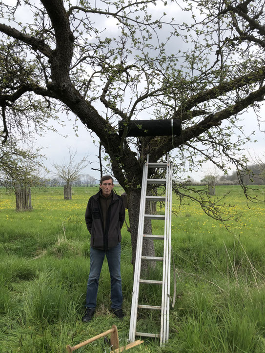 Leiter an einem niedrigen Baum, eine schwarze Röhre waagerecht im Baum