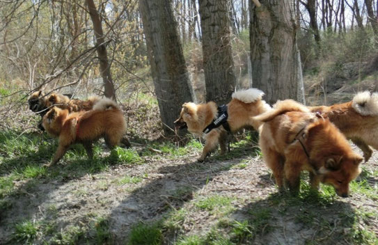 Mama Ronja und ihre B-Bärchen beim Wurftreffen am 4. April 2015