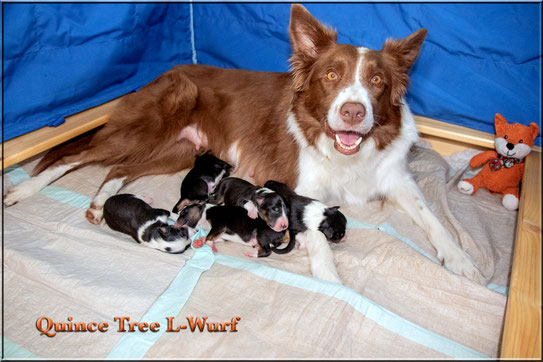 Quince tree border collies cheap