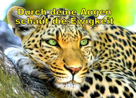 Der Leopard symbolisiert pure Präsenz. Durch seine Augen schaut die Ewigkeit. Wir alle sind jetzt und immer im Raum der Ewigkeit. Advaita beschreibt diese Ewigkeit. Advaita weist auf das ewige Eine hin. Advaita-Lehrer vertreten die stille Präsenz.