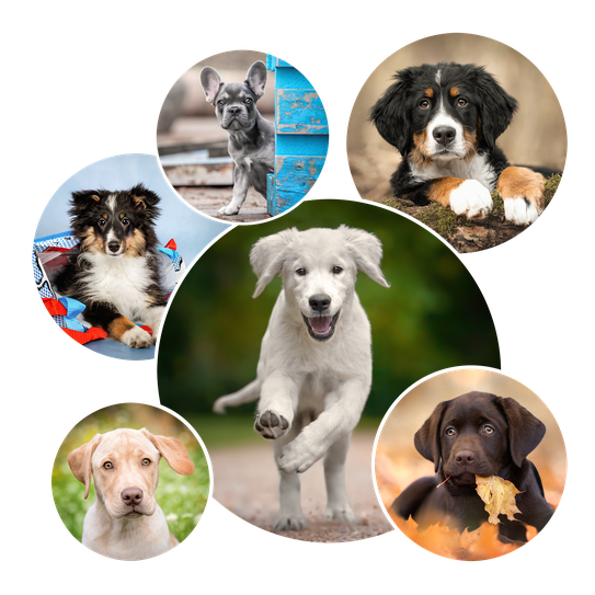 Welpenfotografie Berlin – spezialisierte Hundefotografin Petra Borger