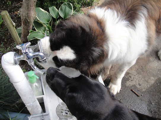 バチ君が、お水飲んでると何時も横取りするので、蛇口二つにしました。