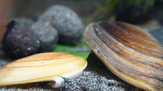 Tropische Süßwassermuschel, Pilsbryconcha exilis