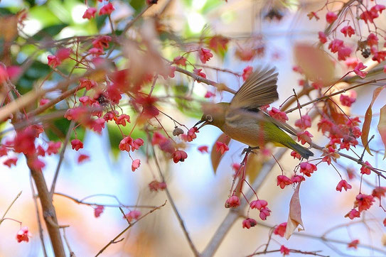 11-12月赤い赤い実 - ちむくい