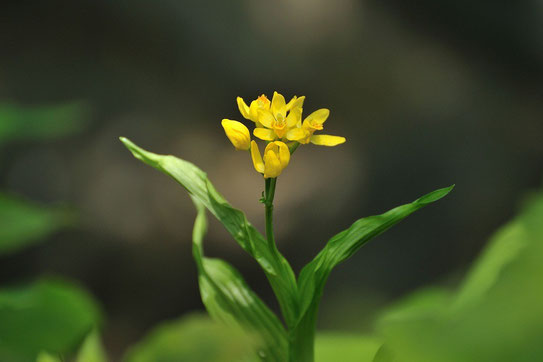 5月雑木林に咲く春の花と虫 - ちむくい