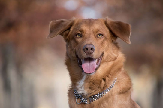 INNER OCEAN SoulDogs - Wege zum Einklang mit deinem Hund  ❀ Tierkommunikation ❀ CranioSacrale Arbeit ❀ Mensch-Hund Coaching Annette Voigt