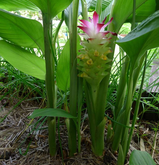 Le Curcuma ou la descente en incarnation - Au Coeur des ...