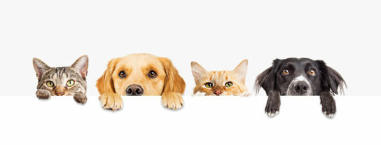 chats et chiens