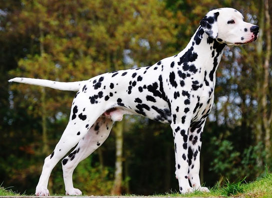 United Kingdom - Dalmatian Stud Dogs Worldwide