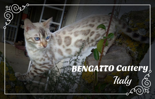 bengattoit