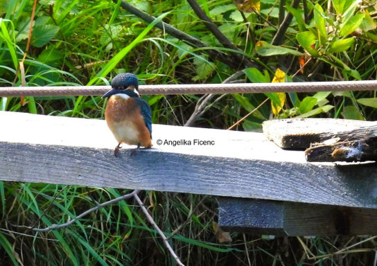 Eisvogel © Mag. Angelika Ficenc