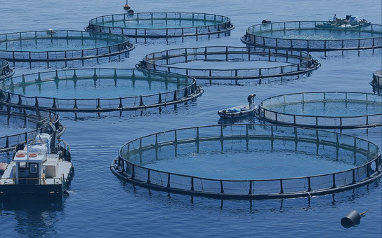 Aquaculture à l'île Maurice avec le Port Franc, c'est une filière à développer dans l'économie bleue à très fort potentiel