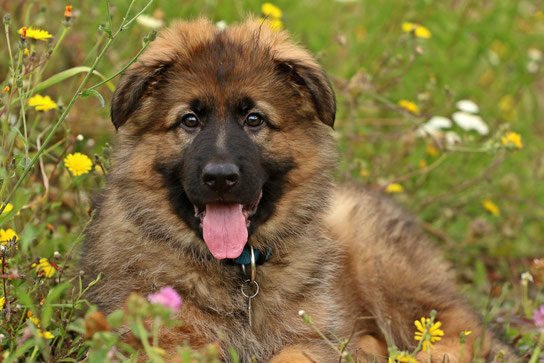 Duke Rüde