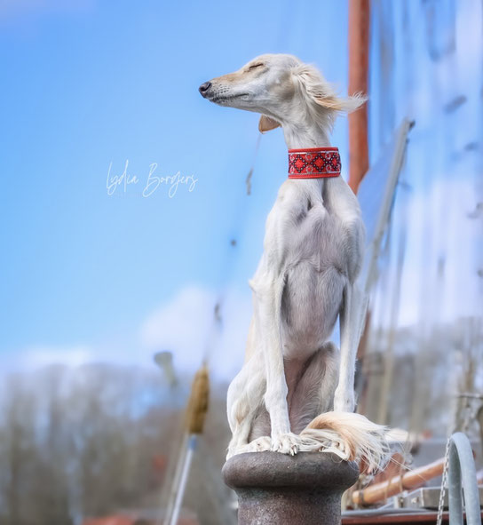 Das Windhundhalsband Nr.1 für Deinen Windhund