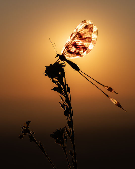 Fotograaf: Marleen Baas