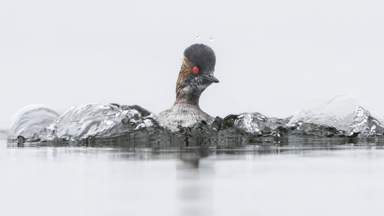 Fotograaf: Henk Steenbergen