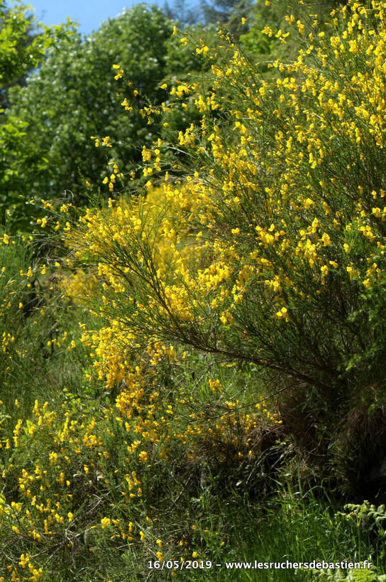 plante fleurie de Cytisus scoparius à Ventalon-en-Cevennes